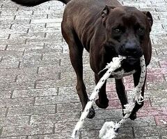  CANE METICCIO - 4/4