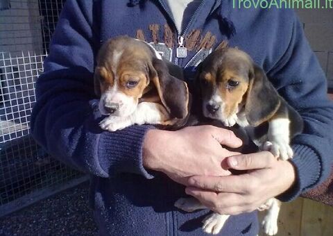 Beagle tricolore cuccioli