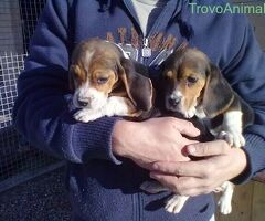 Beagle tricolore cuccioli