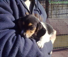 Beagle tricolore cuccioli - 2/4