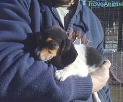 Beagle tricolore cuccioli - 3/4