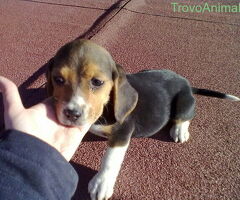 Beagle tricolore cuccioli - 4/4