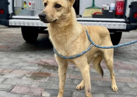  CANE METICCIO