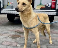 CANE METICCIO - 1/4