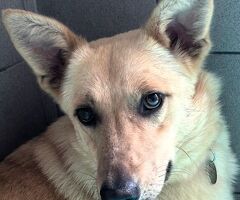 CANE METICCIO - 2/4
