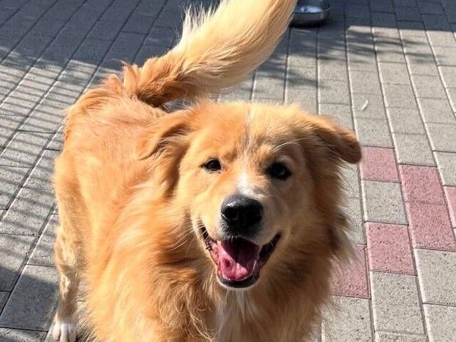 CANE METICCIO - 1/4