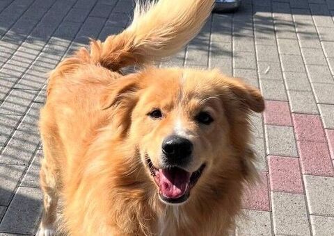 CANE METICCIO
