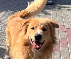 CANE METICCIO - 1/4