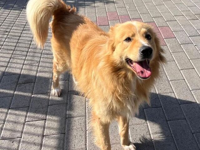 CANE METICCIO - 2/4