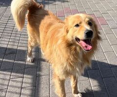 CANE METICCIO - 2/4