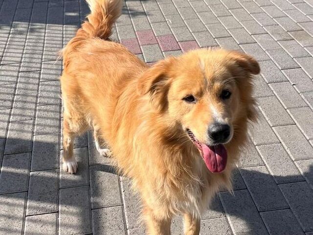 CANE METICCIO - 3/4