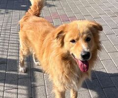 CANE METICCIO - 3/4