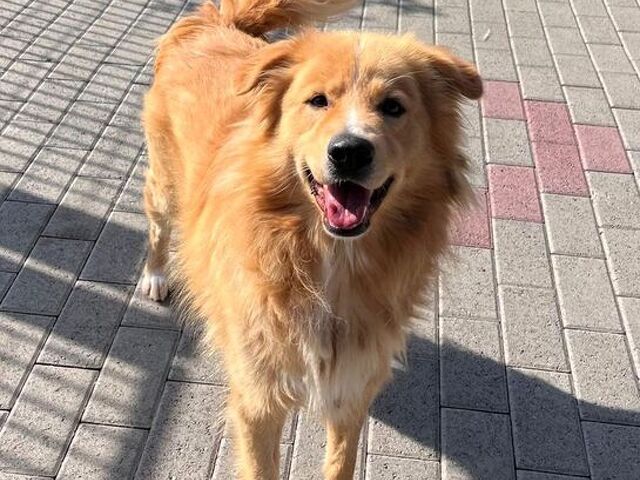 CANE METICCIO - 4/4