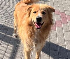 CANE METICCIO - 4/4