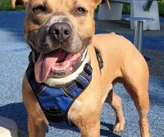  CANE METICCIO - 3/4