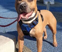  CANE METICCIO - 4/4