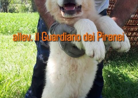 CANE DA MONTAGNA DEI PIRENEI