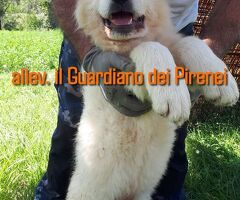 CANE DA MONTAGNA DEI PIRENEI