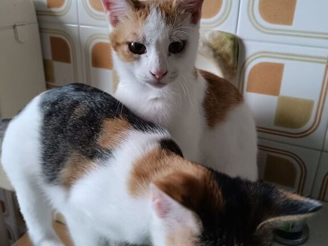 Cerco  Gattina - 1/1