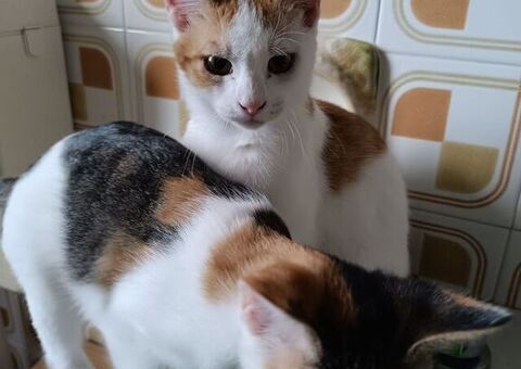 Cerco  Gattina
