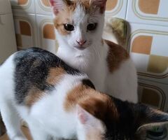 Cerco  Gattina - 1/1