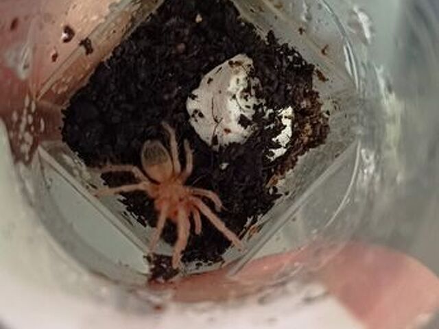 Migale (Lasiodora parahibana) - 1/2