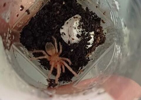 Migale (Lasiodora parahibana)