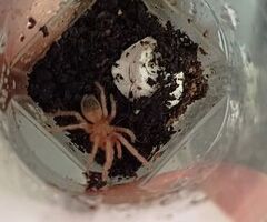 Migale (Lasiodora parahibana)