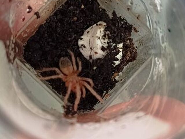 Migale (Lasiodora parahibana) - 2/2