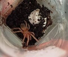 Migale (Lasiodora parahibana) - 2/2