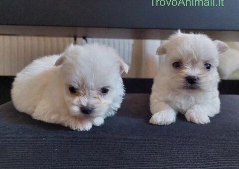 Maltipoo toy maschietti
