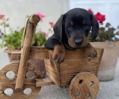 Bassotto nano cuccioli