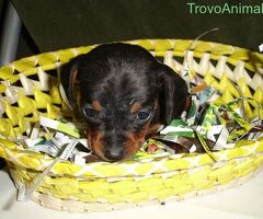 Bassotto nano cuccioli - 2/4
