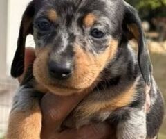 Bassotto nano cuccioli - 4/4