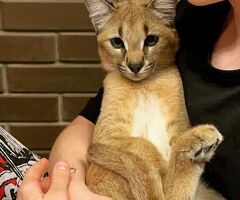 Gattino caracal disponibile - 2/4