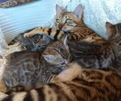 Bengala gatto - 2/3