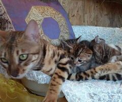 Bengala gatto - 3/3