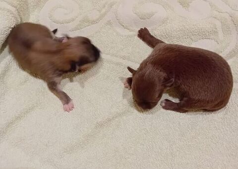 Chihuahua toy