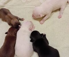 Chihuahua toy - 2/3