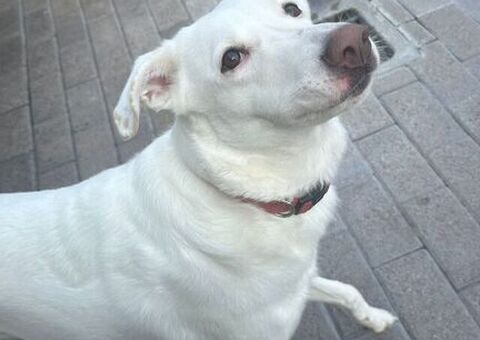  CAGNOLINA METICCIA