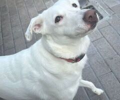  CAGNOLINA METICCIA - 1/4