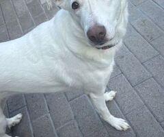  CAGNOLINA METICCIA - 2/4