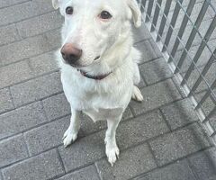  CAGNOLINA METICCIA - 4/4