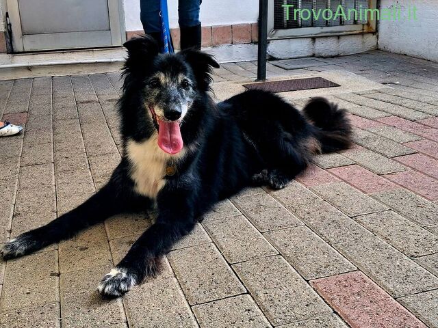 CANE METICCIO - 1/4