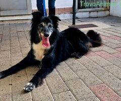 CANE METICCIO - 1/4