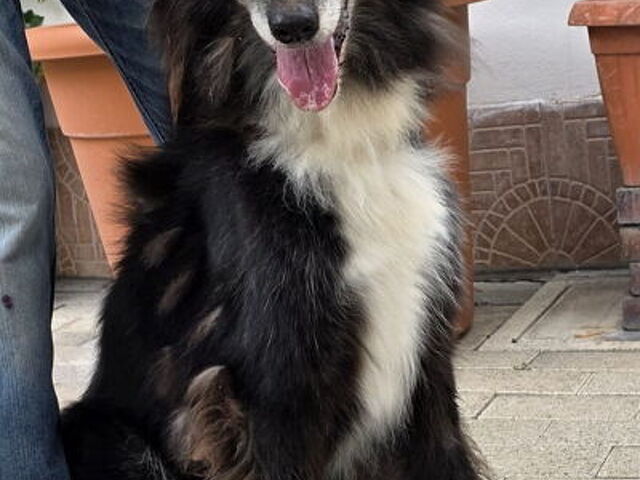CANE METICCIO - 2/4