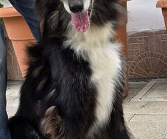 CANE METICCIO - 2/4