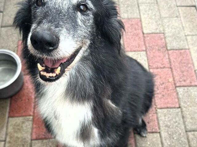 CANE METICCIO - 3/4