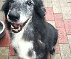 CANE METICCIO - 3/4