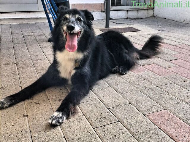 CANE METICCIO - 4/4